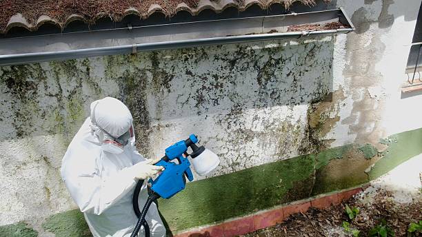Top rated local Mold Removal specialists in Kingston, WA